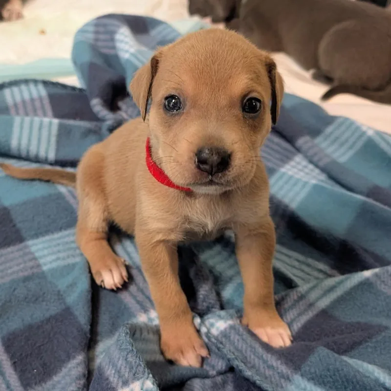 Birdie Pup  Fia thumbnail 2
