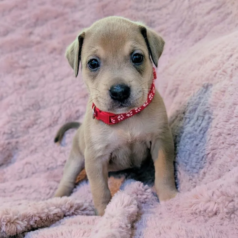 Birdie Pup  Fia thumbnail 3