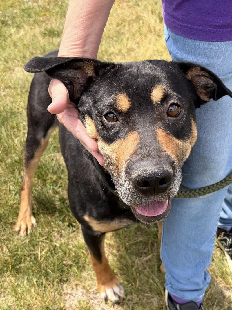 An adult large-sized male Bicolor Hound dog named Carl for adoption in Winchester, VA