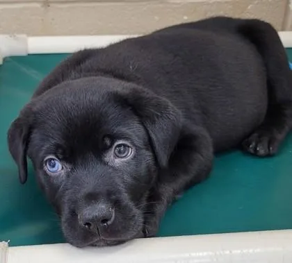 A baby small-sized male Mixed Breed dog named Corduroy for adoption in Kalispell, MT