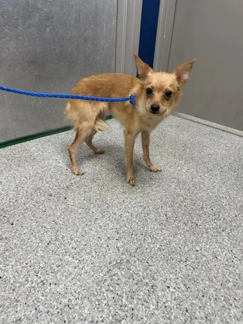 An adult small-sized female Chihuahua dog named A for adoption in Pasadena, TX