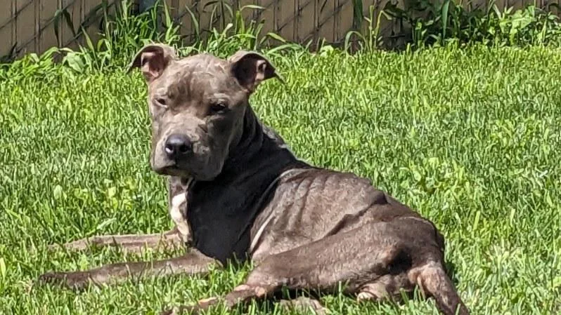 A young medium-sized female Gray / Blue / Silver Pit Bull Terrier dog named Winnie for adoption in Tiffin, OH