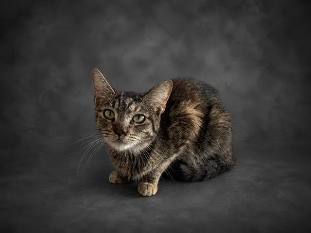 An adult medium-sized female Domestic Short Hair cat named Pickles for adoption in Winter Haven, FL