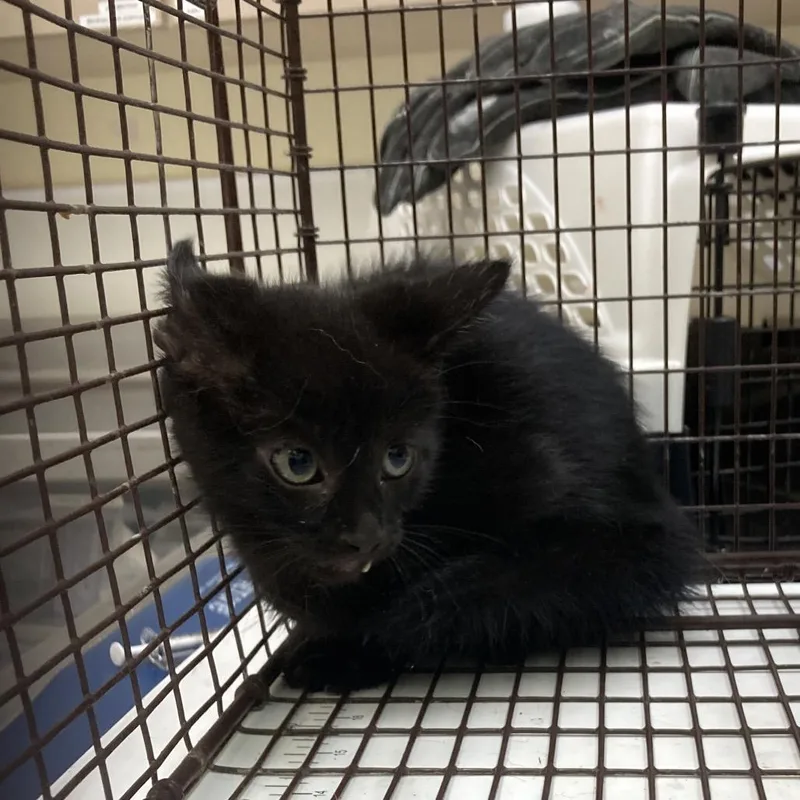 A baby small-sized male Orange / Red Domestic Short Hair cat named Greg for adoption in Galveston, TX