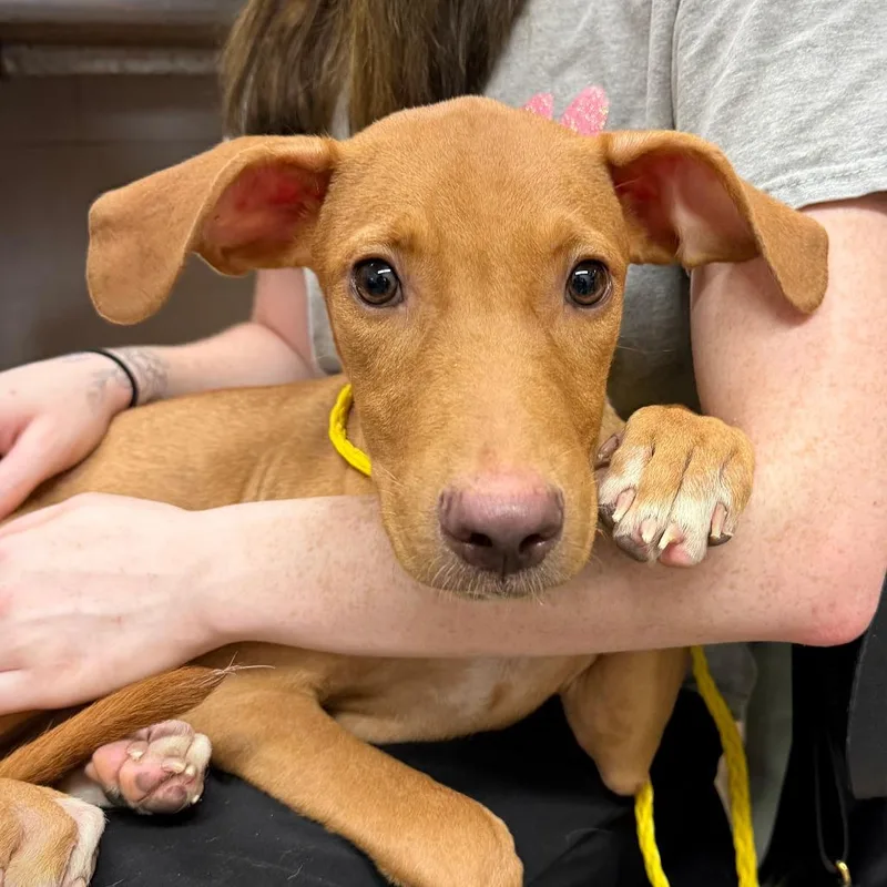 A young medium-sized male Brown / Chocolate Mixed Breed dog named Lucky for adoption in Ardmore, OK