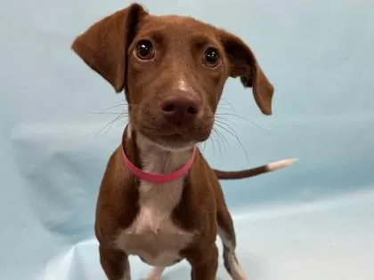 A baby small-sized female Beagle dog named Paige for adoption in Coon Rapids, MN