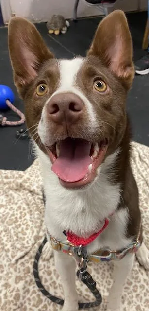 A young medium-sized female Mixed Breed dog named Irisadventurous & Sweet! for adoption in Oshkosh, WI