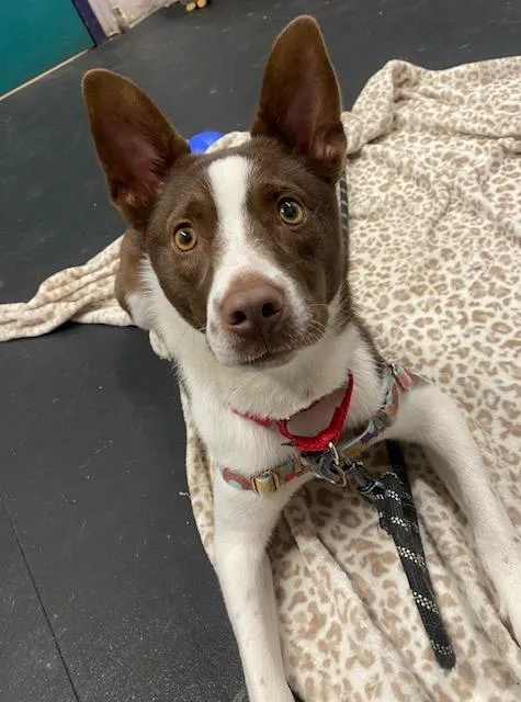 Irisadventurous & Sweet! thumbnail 2