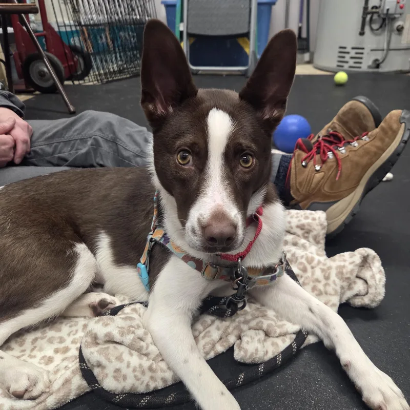 Irisadventurous & Sweet! thumbnail 3