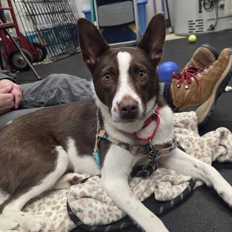 Irisadventurous & Sweet! thumbnail 5