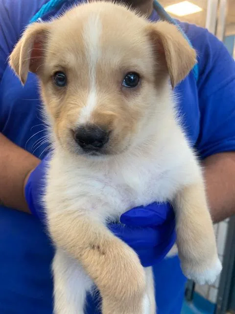 A baby small-sized female Mixed Breed dog named Venus for adoption in Dallas, TX