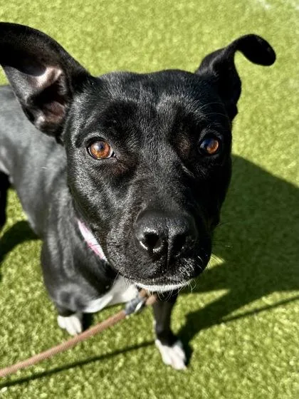 Innocent thumbnail 2