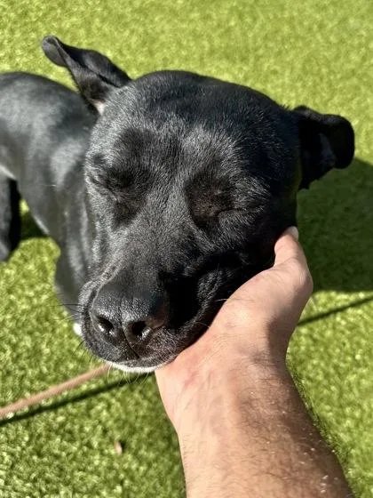 Innocent thumbnail 3