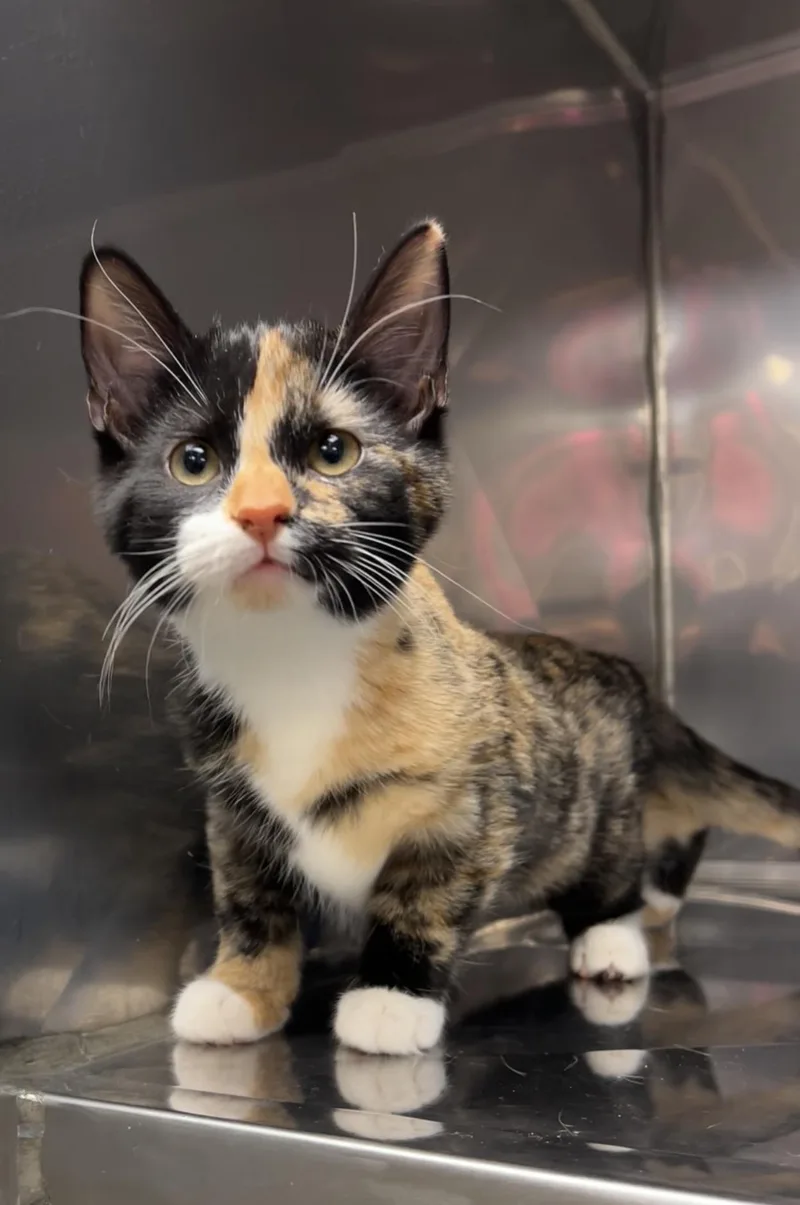 A baby medium-sized female Calico Domestic Short Hair cat named Buttercup for adoption in Montville, NJ