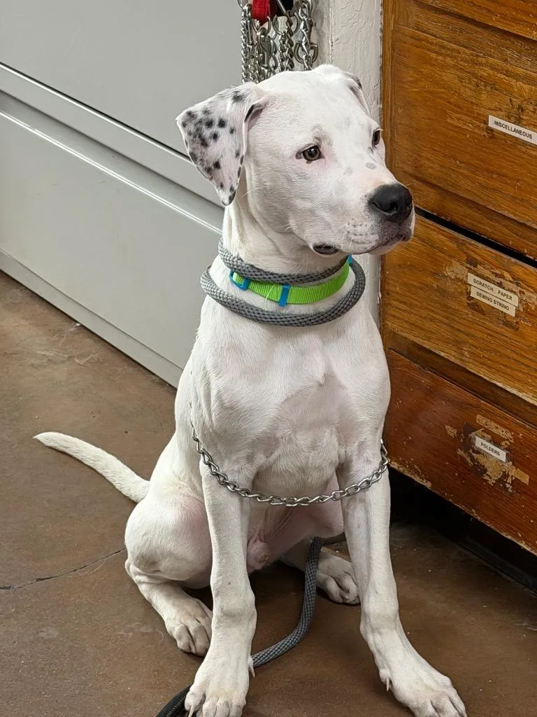 A baby medium-sized male Pit Bull Terrier dog named Pepper Jack for adoption in Chico, CA