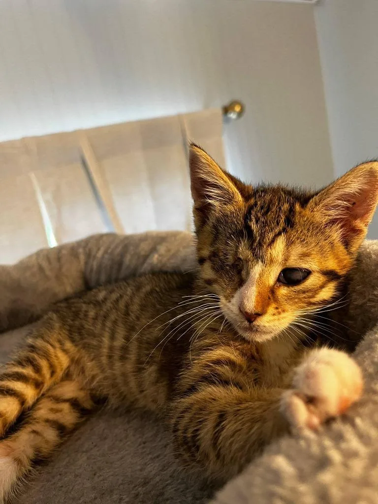A baby small-sized female Domestic Short Hair cat named Poppy for adoption in Hartsville, SC
