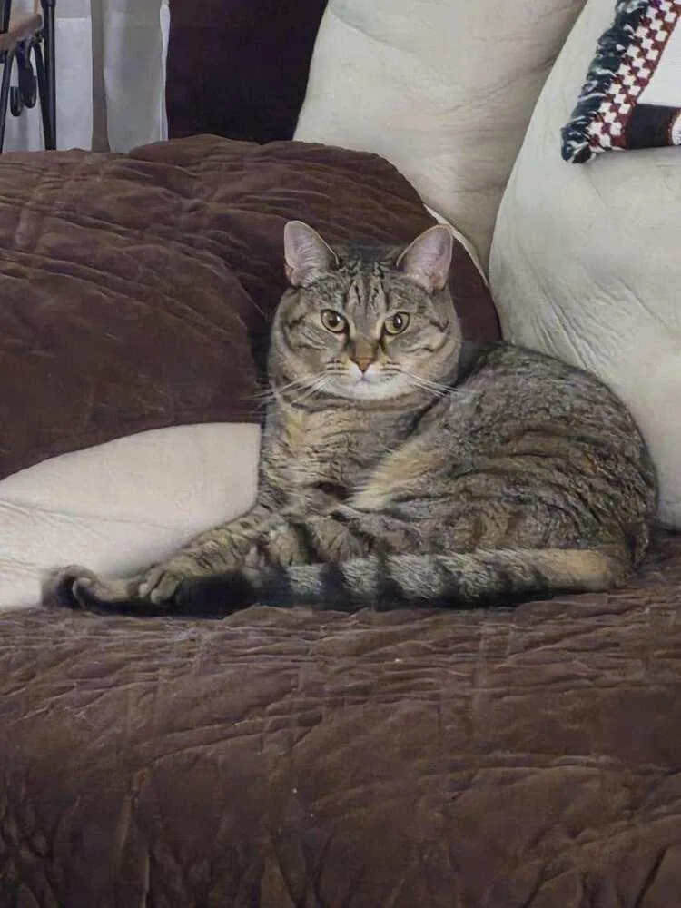 An adult small-sized female Gray / Blue / Silver Domestic Short Hair cat named Tonks for adoption in Bremen, OH