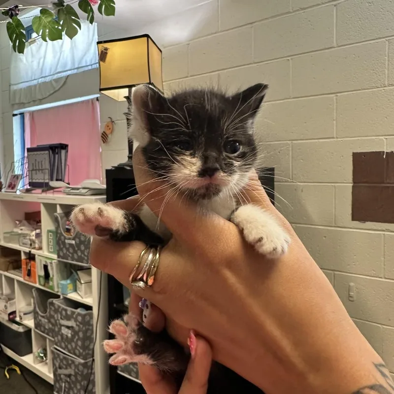 A baby small-sized female Black Domestic Short Hair cat named Quokka for adoption in Redwood City, CA