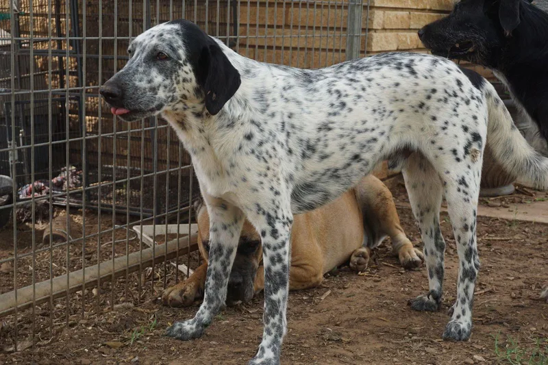 An adult large-sized male Dalmatian dog named Bandito for adoption in San Antonio, TX