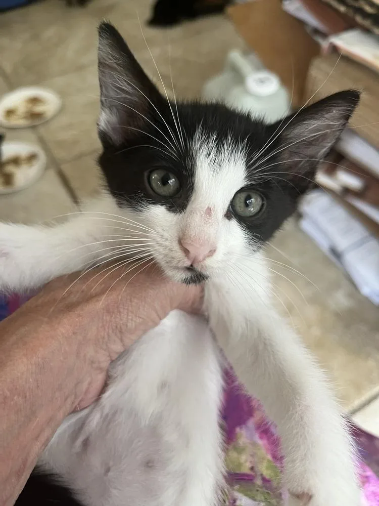 A baby small-sized male Black & White / Tuxedo American Shorthair cat named Sutton for adoption in Tampa, FL