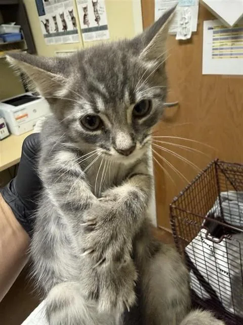 A baby small-sized male Domestic Short Hair cat named A for adoption in Sacramento, CA