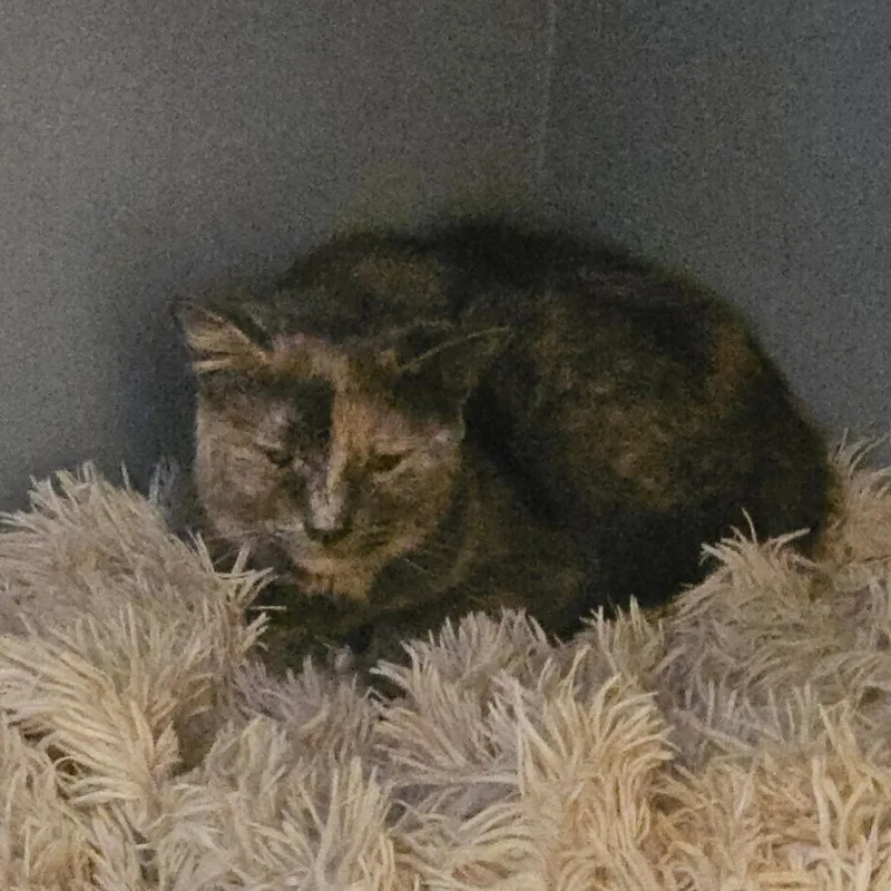 Buttercream thumbnail 2