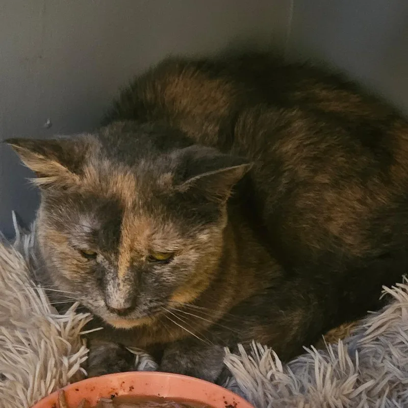 Buttercream thumbnail 3