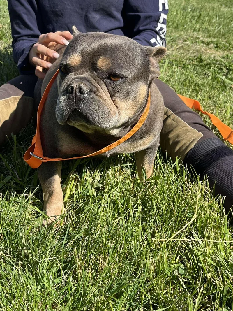 Hank