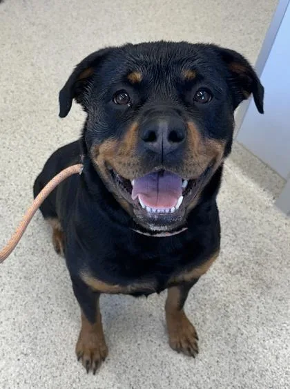 An adult large-sized female Mixed Breed dog named Cleo for adoption in Lafayette, IN