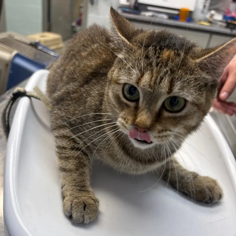 An adult medium-sized female Calico Domestic Short Hair cat named Icky Vicky for adoption in Parkersburg, WV