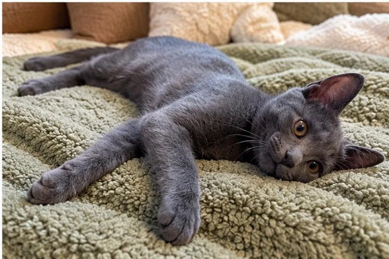 A young medium-sized male Russian Blue cat named Opie for adoption in Knoxville, TN