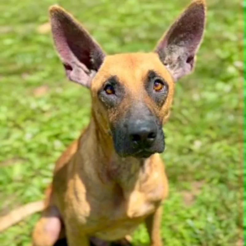 An adult medium-sized male Brown / Chocolate Mixed Breed dog named Mongo for adoption in Washington Township, OH