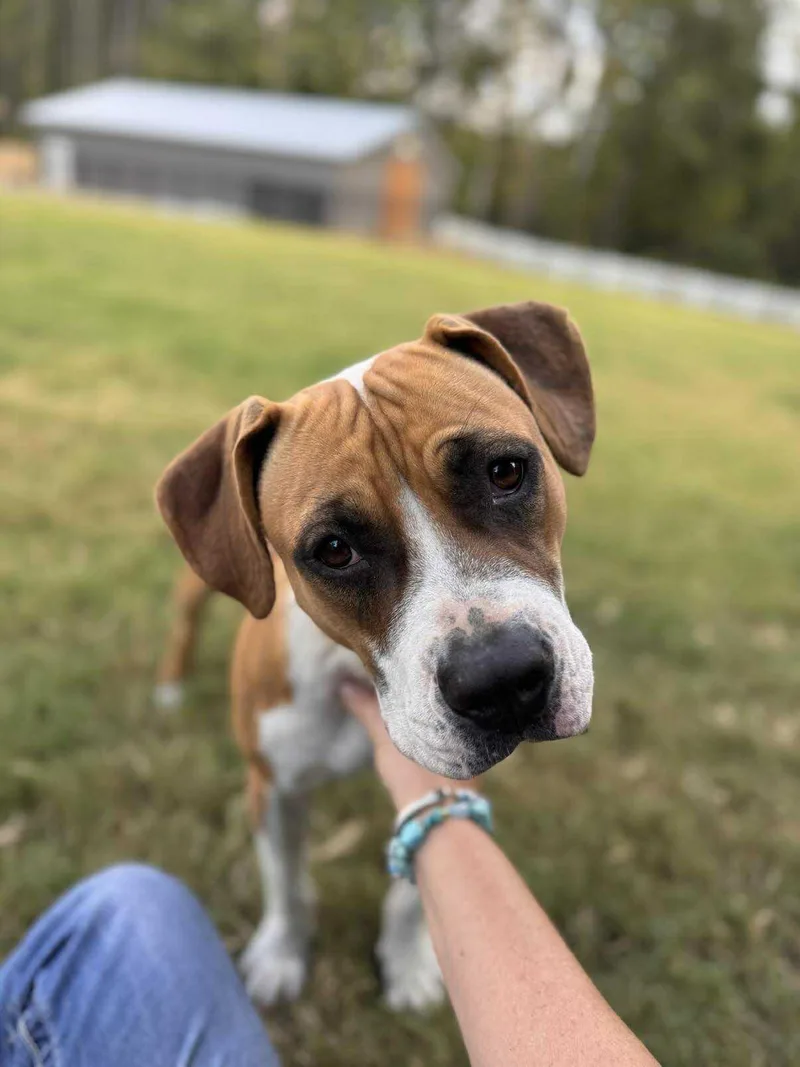 An adult medium-sized female Boxer dog named Winnie for adoption in Holly Springs, NC