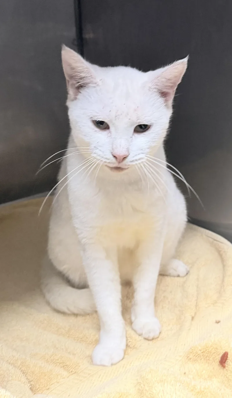 An adult medium-sized female Domestic Short Hair cat named Skimbleshanks for adoption in Elizabethtown, NC