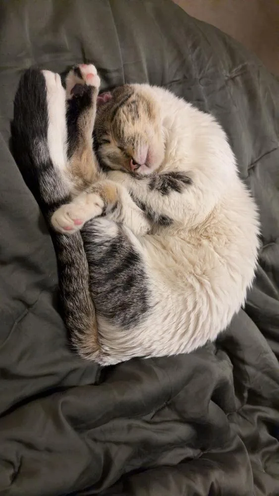 A young medium-sized female Gray & White Domestic Short Hair cat named Bouddica for adoption in Plymouth, MN