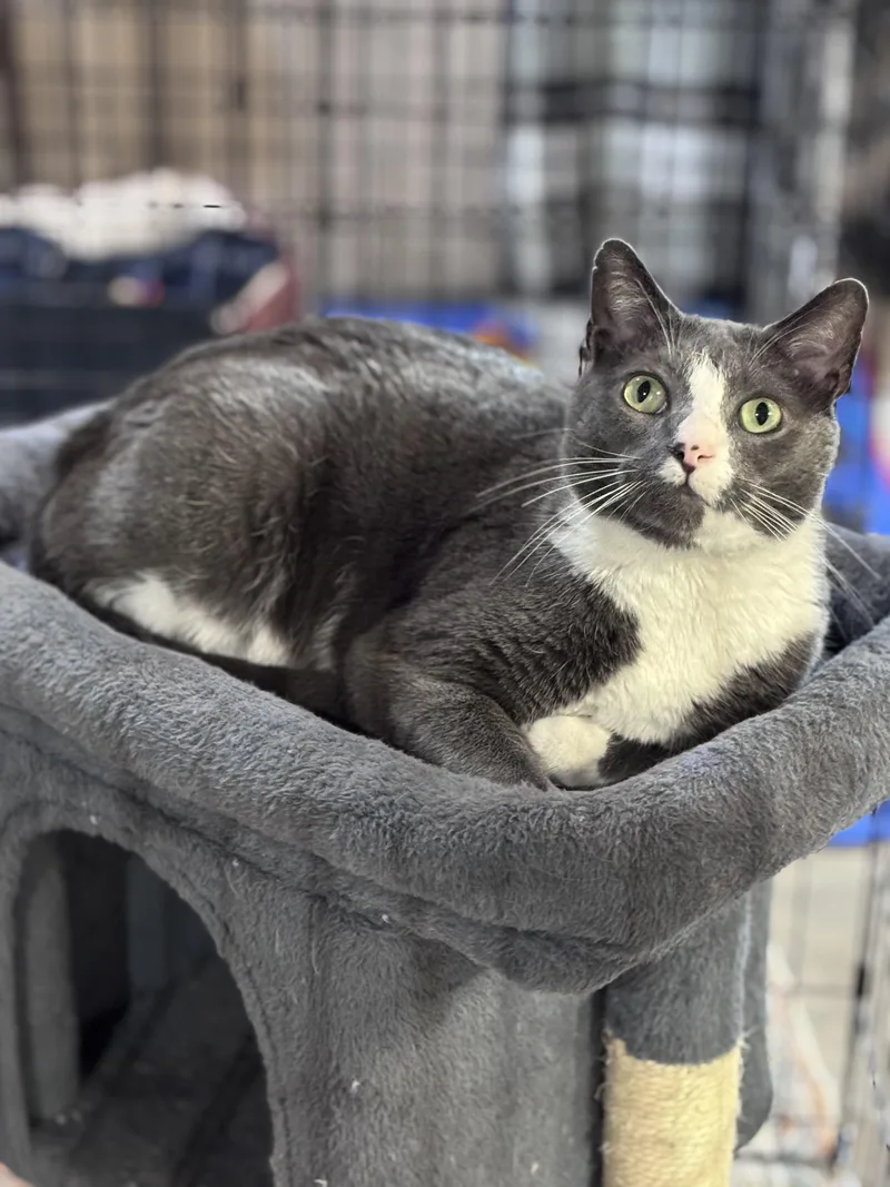 Meatloaf thumbnail 2