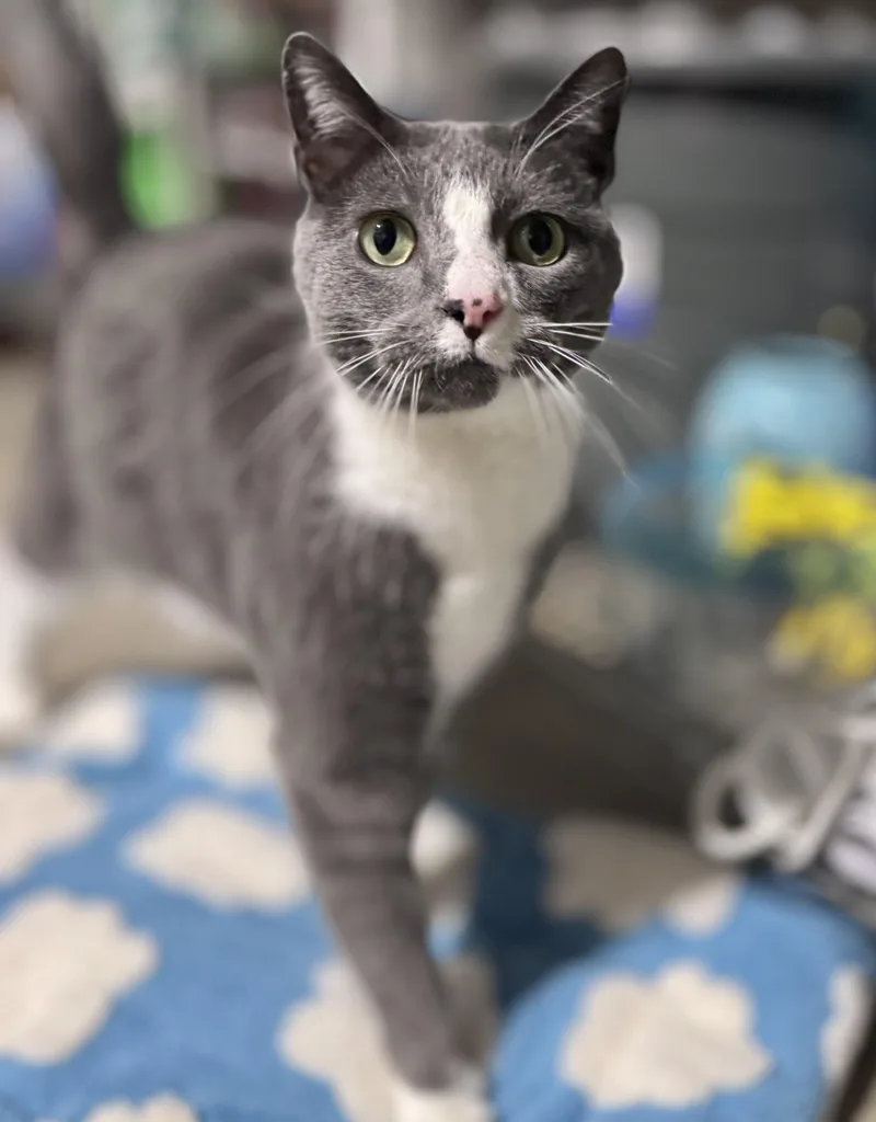 Meatloaf thumbnail 3