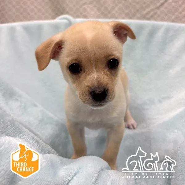 A baby small-sized male Chihuahua dog named Chip for adoption in Irvine, CA