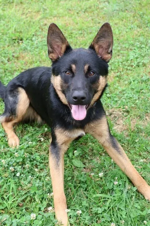 An adult large-sized male Mixed Breed dog named Salty for adoption in Columbia, TN