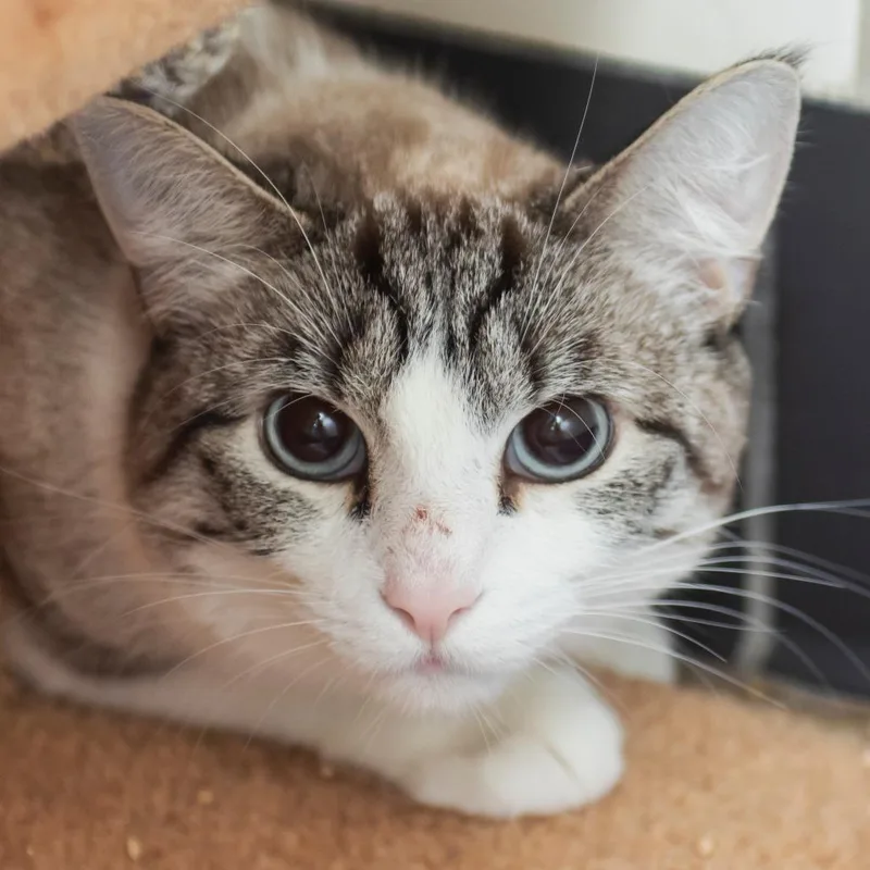 An adult medium-sized female Lilac Point Domestic Short Hair cat named Cove for adoption in Middletown, RI