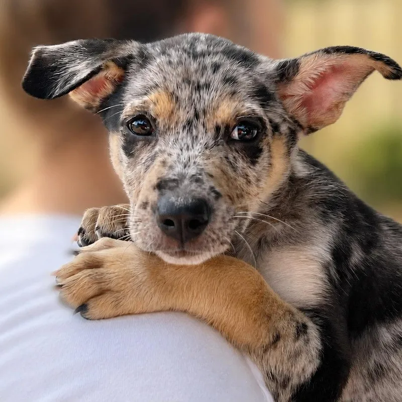 A baby small-sized female Gray / Blue / Silver Catahoula Leopard Dog dog named Teal for adoption in Boerne, TX