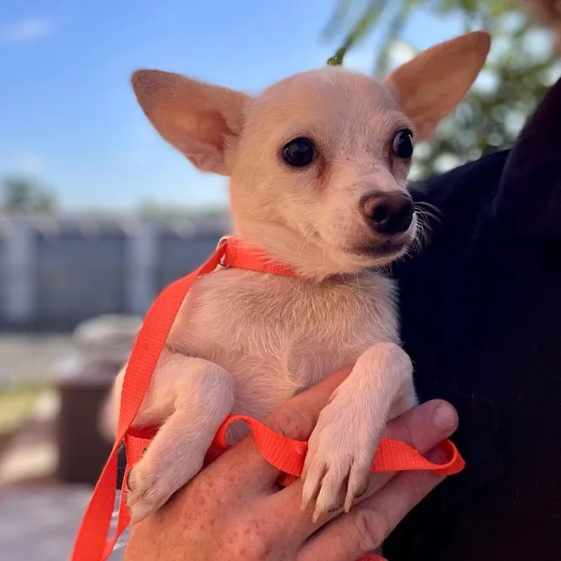 An adult small-sized male White / Cream Chihuahua dog named Winston for adoption in Wimberley, TX