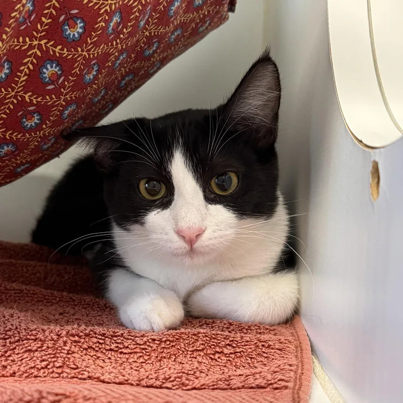 A baby small-sized male Black Domestic Short Hair cat named Kelvin for adoption in Oakland, CA
