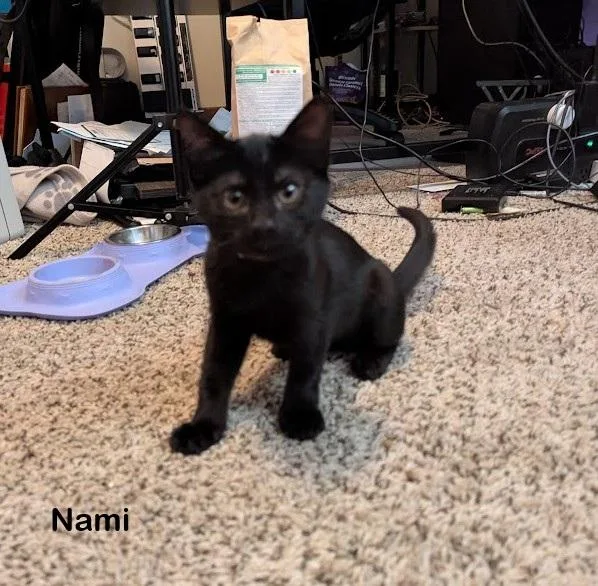 A baby medium-sized female Black Domestic Short Hair cat named Nami for adoption in Redondo Beach, CA