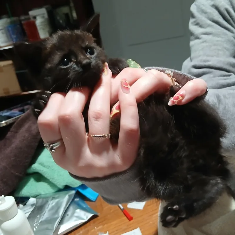 A baby small-sized male Black Domestic Short Hair cat named Havarti for adoption in Irwin, PA