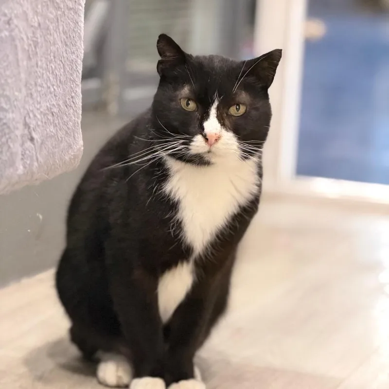 Checkers thumbnail 2