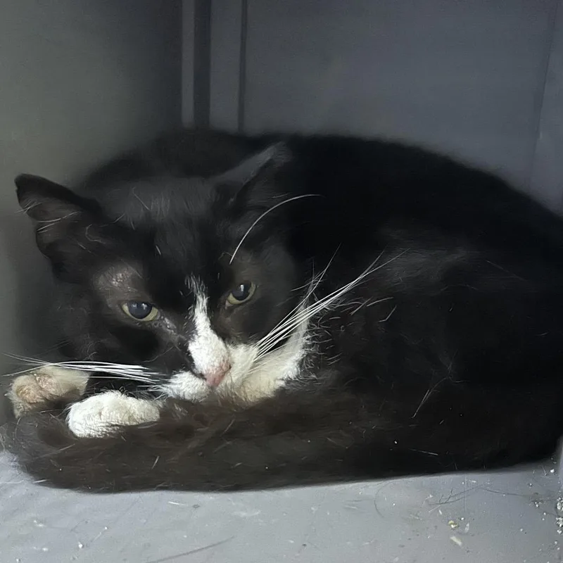 Checkers thumbnail 3