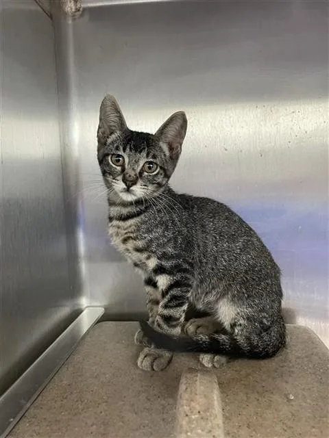 A baby small-sized male Domestic Short Hair cat named Zack for adoption in Corpus Christi, TX