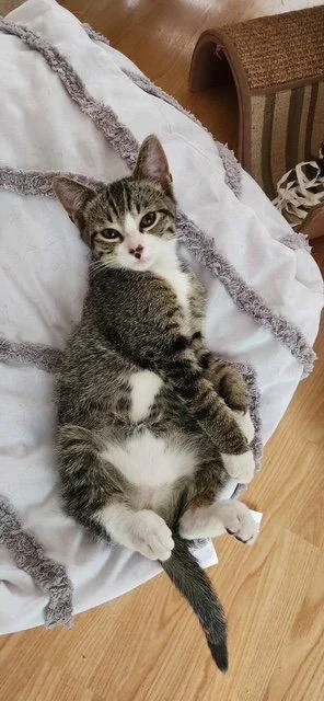 A baby medium-sized male Gray & White Domestic Short Hair cat named Oliver for adoption in Antioch, CA