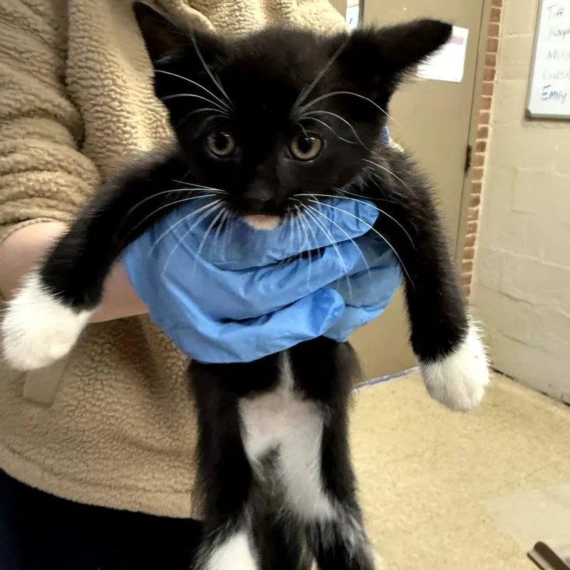 A baby small-sized female Black Domestic Short Hair cat named Moody for adoption in Birmingham, AL